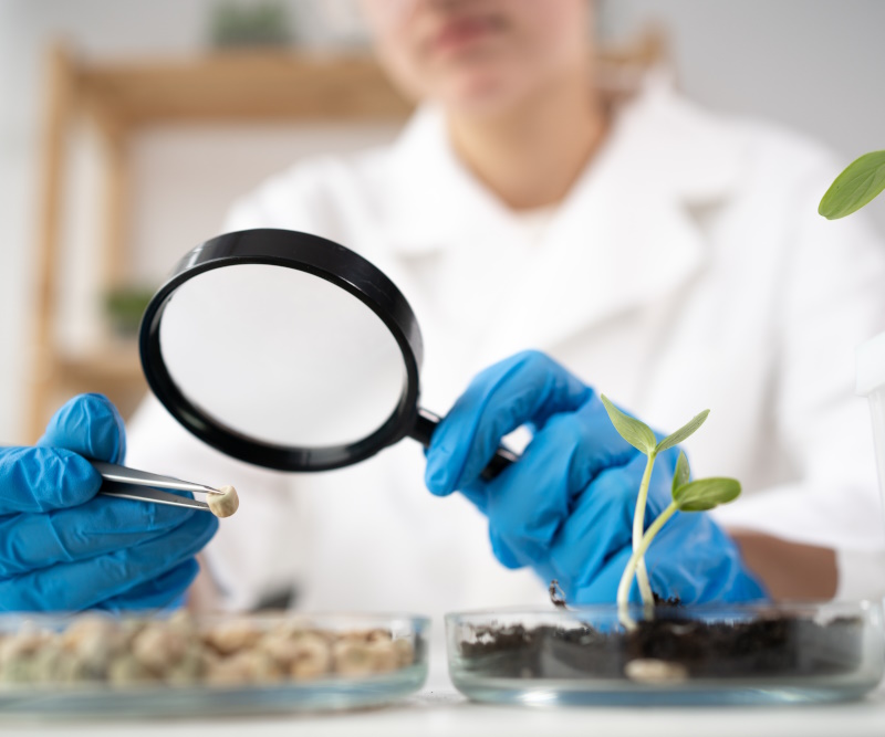 Chemical Laboratory of the Food supply. a lab assistant with a magnifying glass looks into a petri dish experiments. Food in laboratory